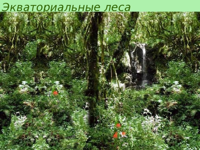 Экваториальные леса 