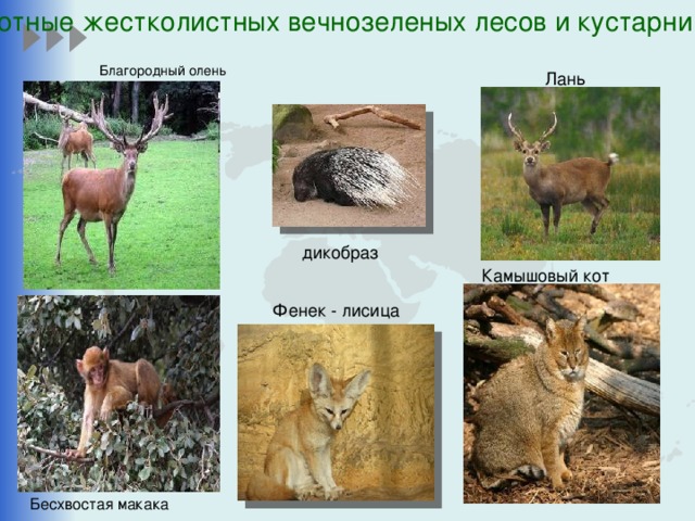 Животные жестколистных вечнозеленых лесов и кустарников Благородный олень Лань дикобраз Камышовый кот  Фенек - лисица Бесхвостая макака 