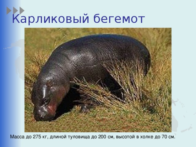 Карликовый бегемот Масса до 275 кг, длиной туловища до 200 см, высотой в холке до 70 см. 