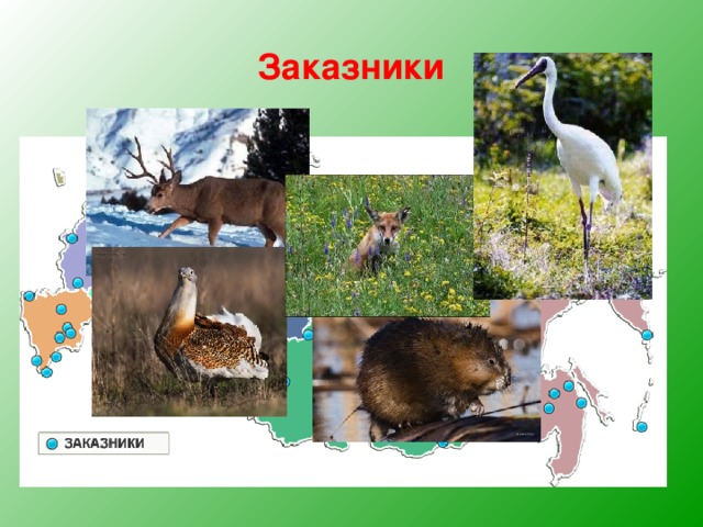 Заказники 