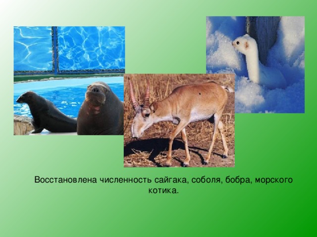 Восстановлена численность сайгака, соболя, бобра, морского котика. 