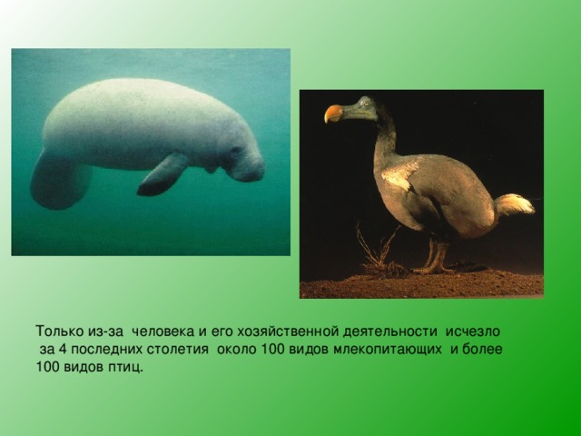 Только из-за человека и его хозяйственной деятельности исчезло  за 4 последних столетия около 100 видов млекопитающих и более 100 видов птиц. 