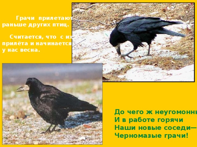  Грачи прилетают раньше других птиц.  Считается, что с их прилёта и начинается у нас весна. До чего ж неугомонны И в работе горячи Наши новые соседи— Черномазые грачи! 
