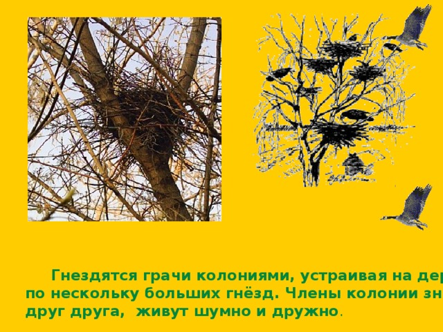  Гнездятся грачи колониями, устраивая на деревьях  по нескольку больших гнёзд. Члены колонии знают  друг друга, живут шумно и дружно . 