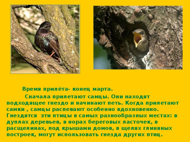 Время прилёта- конец марта.  Сначала прилетают самцы. Они находят подходящее гнездо и начинают петь. Когда прилетают самки , самцы распевают особенно вдохновенно. Гнездятся эти птицы в самых разнообразных местах: в дуплах деревьев, в норах береговых ласточек, в расщелинах, под крышами домов, в щелях глиняных построек, могут использовать гнезда других птиц.  