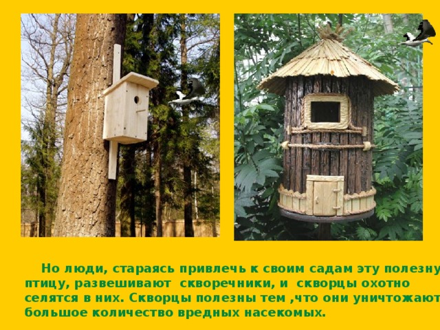  Но люди, стараясь привлечь к своим садам эту полезную  птицу, развешивают скворечники, и скворцы охотно  селятся в них. Скворцы полезны тем ,что они уничтожают  большое количество вредных насекомых.  