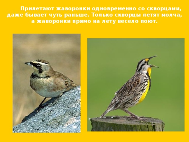  Прилетают жаворонки одновременно со скворцами,  даже бывает чуть раньше. Только скворцы летят молча, а жаворонки прямо на лету весело поют. 