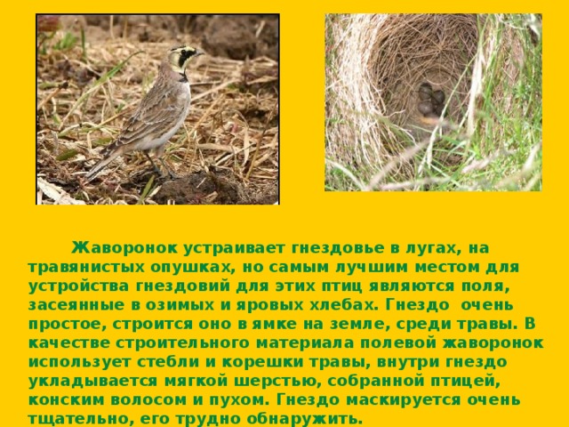  Жаворонок устраивает гнездовье в лугах, на травянистых опушках, но самым лучшим местом для устройства гнездовий для этих птиц являются поля, засеянные в озимых и яровых хлебах. Гнездо очень простое, строится оно в ямке на земле, среди травы. В качестве строительного материала полевой жаворонок использует стебли и корешки травы, внутри гнездо укладывается мягкой шерстью, собранной птицей, конским волосом и пухом. Гнездо маскируется очень тщательно, его трудно обнаружить.  