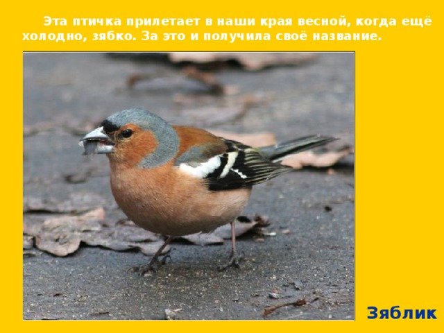  Эта птичка прилетает в наши края весной, когда ещё холодно, зябко. За это и получила своё название. Зяблик  