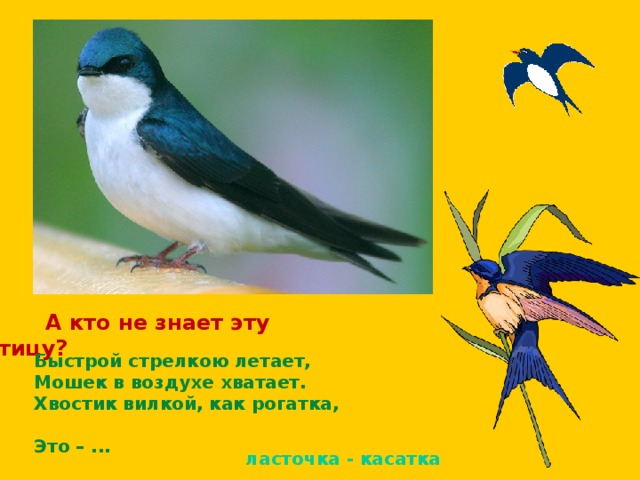  А кто не знает эту птицу? Быстрой стрелкою летает,  Мошек в воздухе хватает.  Хвостик вилкой, как рогатка,  Это – ... ласточка - касатка 