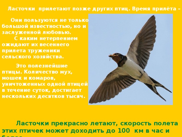 Ласточки прилетают позже других птиц. Время прилёта – май.  Они пользуются не только большой известностью, но и заслуженной любовью.  С каким нетерпением ожидают их весеннего прилета труженики сельского хозяйства.  Это полезнейшие птицы. Количество мух, мошек и комаров, уничтоженных одной птицей в течение суток, достигает нескольких десятков тысяч.  Ласточки прекрасно летают, скорость полета этих птичек может доходить до 100 км в час и более.  