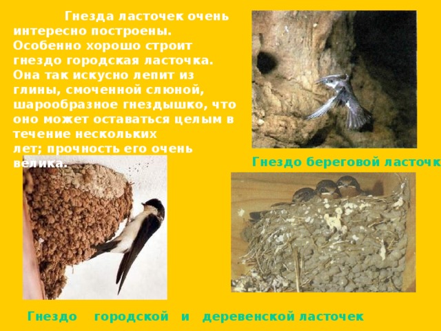  Гнезда ласточек очень интересно построены. Особенно хорошо строит гнездо городская ласточка. Она так искусно лепит из глины, смоченной слюной, шарообразное гнездышко, что оно может оставаться целым в течение нескольких лет; прочность его очень велика. Гнездо береговой ласточки Гнездо городской  и деревенской ласточек 