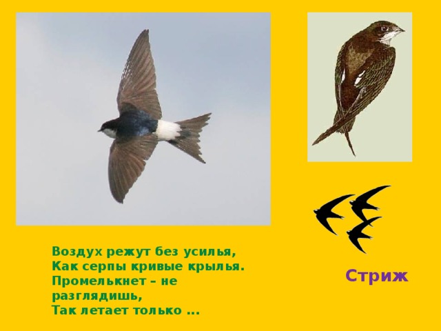 . Воздух режут без усилья,  Как серпы кривые крылья.  Промелькнет – не разглядишь,  Так летает только ...  Стриж 