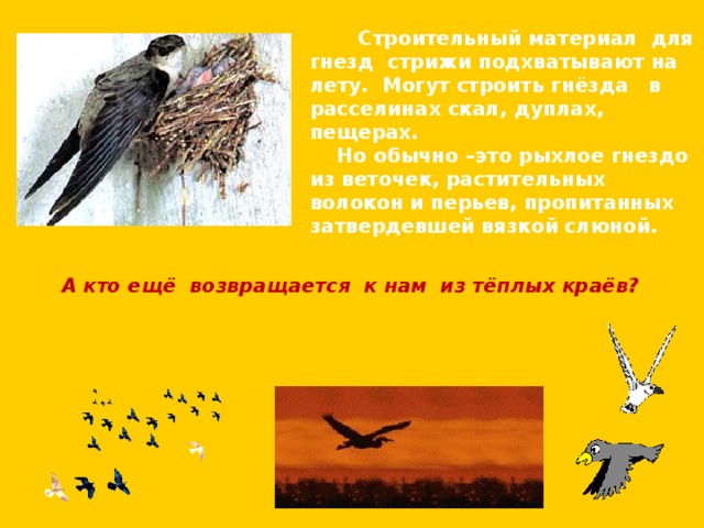  Строительный материал для гнезд стрижи подхватывают на лету. Могут строить гнёзда в расселинах скал, дуплах, пещерах.  Но обычно –это рыхлое гнездо из веточек, растительных волокон и перьев, пропитанных затвердевшей вязкой слюной.  А кто ещё возвращается к нам из тёплых краёв? 
