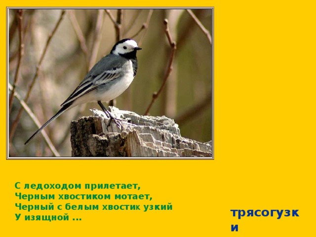 С ледоходом прилетает,  Черным хвостиком мотает,  Черный с белым хвости к узкий  У изящной ...  трясогузки 