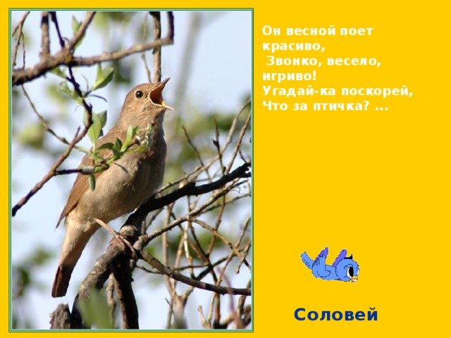 Он весной поет красиво,  Звонко, весело, игриво! Угадай-ка поскорей, Что за птичка? ...  Соловей 