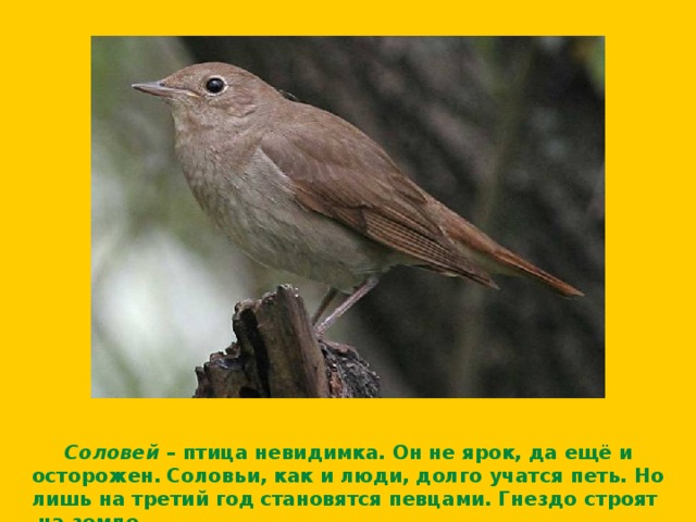  Соловей – птица невидимка. Он не ярок, да ещё и осторожен.  Соловьи, как и люди, долго учатся петь. Но лишь на третий год  становятся певцами. Гнездо строят на земле . 