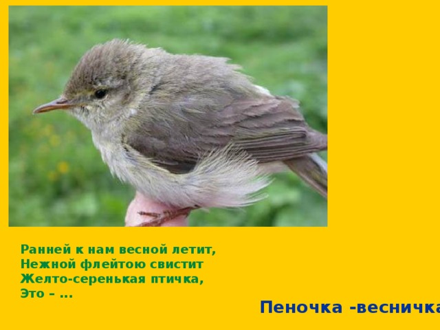 Ранней к нам весной летит,  Нежной флейтою свистит  Желто-серенькая птичка,  Это – ...  Пеночка -весничка 