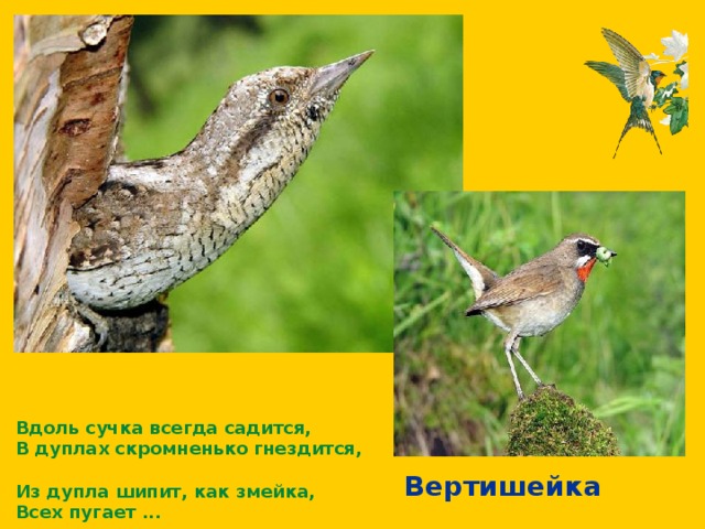 Вдоль сучка всегда садится,  В дуплах скромненько  гнездится,  Из дупла шипит, как змейка,  Всех пугает ...  Вертишейка 