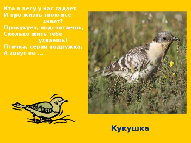  Кто в лесу у нас гадает  И про жизнь твою все  знает?  Прокукует, подсчитаешь,  Сколько жить тебе  узнаешь!  Птичка, серая подружка,  А зовут ее ...  Кукушка 
