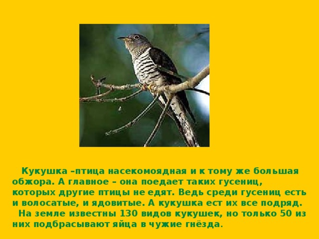   Кукушка –птица  насекомоядная и  к тому же большая обжора. А главное – она поедает таких гусениц, которых другие птицы не  едят. Ведь среди гусениц есть и волосатые, и ядовитые. А кукушка ест их все подряд.  На земле известны 130 видов кукушек, но только 50 из них подбрасывают яйца в чужие гнёзда .  