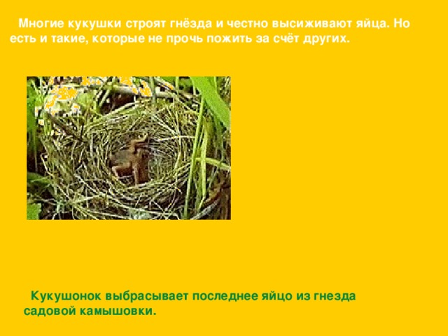 Многие кукушки строят гнёзда и честно высиживают яйца. Но есть и такие, которые не прочь пожить за счёт других.  Кукушонок выбрасывает последнее яйцо из гнезда  садовой камышовки. 