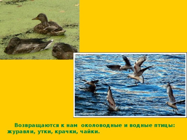  Возвращаются к нам околоводные и водные птицы : журавли, утки, крачки,  чайки. 