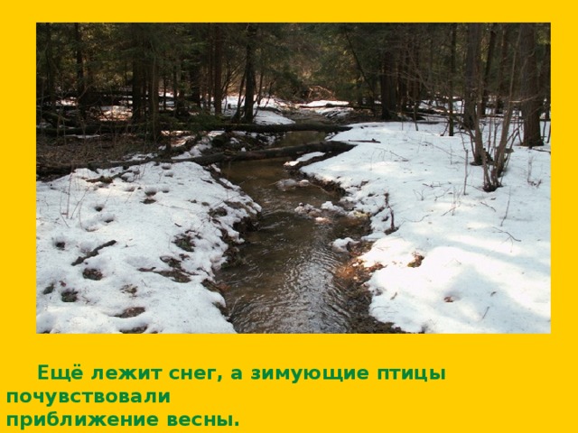  Ещё лежит снег, а зимующие птицы почувствовали приближение весны.  
