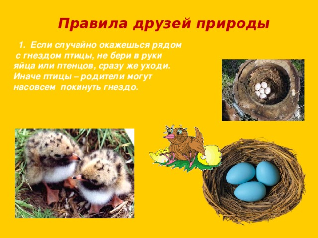 Правила друзей природы  1. Если случайно окажешься рядом  с гнездом птицы, не бери в руки яйца или птенцов, сразу же уходи. Иначе птицы – родители могут насовсем покинуть гнездо. 