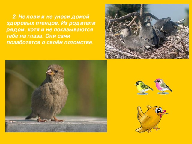  2. Не лови и не уноси домой здоровых птенцов. Их родители рядом, хотя и не показываются тебе на глаза. Они сами позаботятся о своём потомстве .  