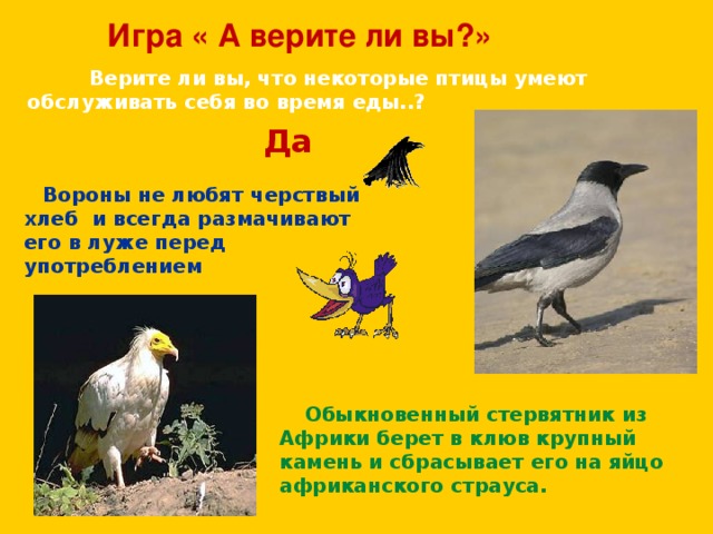 Игра « А верите ли вы?»  Верите ли вы, что некоторые птицы умеют обслуживать себя во время еды..? Да  Вороны не любят черствый хлеб и всегда размачивают его в луже перед употреблением  Обыкновенный стервятник из Африки берет в клюв крупный камень и сбрасывает его на яйцо африканского страуса.  