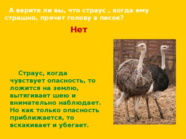  А верите ли вы, что страус , когда ему страшно, прячет голову в песок? Нет    Страус,  когда чувствует опасность, то ложится на землю, вытягивает шею и внимательно наблюдает. Но как только опасность приближается, то вскакивает и убегает. 