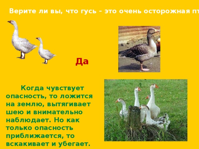Верите ли вы, что гусь – это очень осторожная птица? Да  Когда чувствует опасность, то ложится на землю, вытягивает шею и внимательно наблюдает. Но как только опасность приближается, то вскакивает и убегает. 