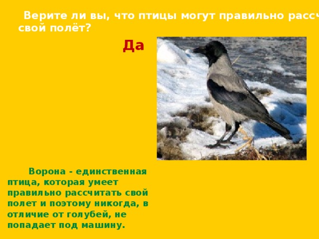  Верите ли вы, что птицы могут правильно рассчитать  свой полёт? Да  Ворона - единственная птица, которая умеет правильно рассчитать свой полет и поэтому никогда, в отличие от голубей, не попадает под машину.  