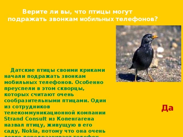  Верите ли вы, что птицы могут подражать звонкам мобильных телефонов?   Датские птицы своими криками начали подражать звонкам мобильных телефонов. Особенно преуспели в этом скворцы, которых считают очень сообразительными птицами. Один из сотрудников телекоммуникационной компании Strand Consult из Копенгагена назвал птицу, живущую в его саду, Nokia, потому что она очень ловко передразнивает телефон упомянутой марки.  Да 
