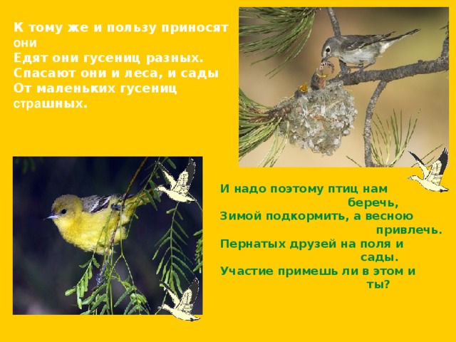К тому же и пользу приносят они Едят они гусениц разных. Спасают они и леса, и сады От маленьких гусениц стра шных. И надо поэтому птиц нам  беречь, Зимой подкормить, а весною      привлечь. Пернатых друзей на поля и  сады. Участие примешь ли в этом и  ты? 