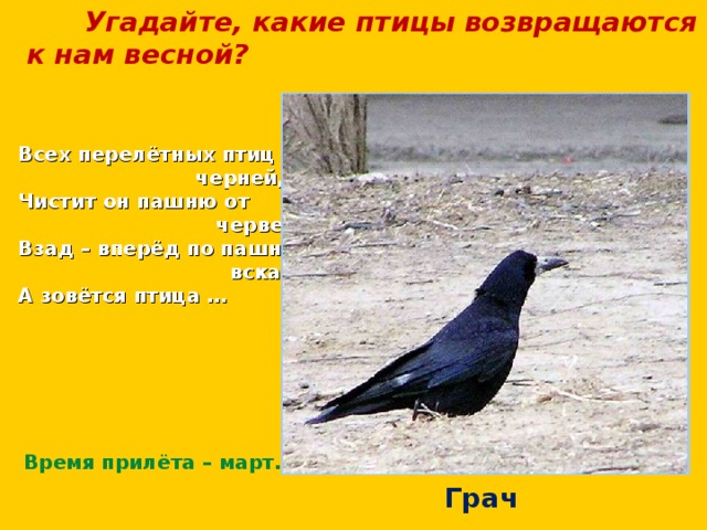  Угадайте, какие птицы возвращаются к нам весной? Всех перелётных птиц  черней, Чистит он пашню от  червей. Взад – вперёд по пашне  вскачь. А зовётся птица … Время прилёта – март. Грач 