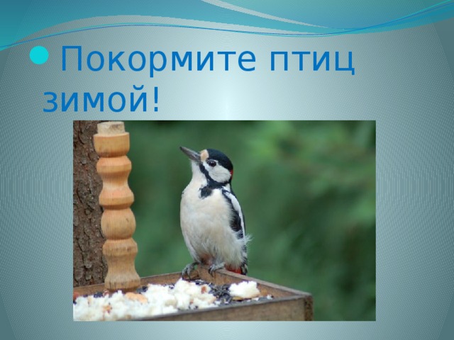 Покормите птиц зимой! 