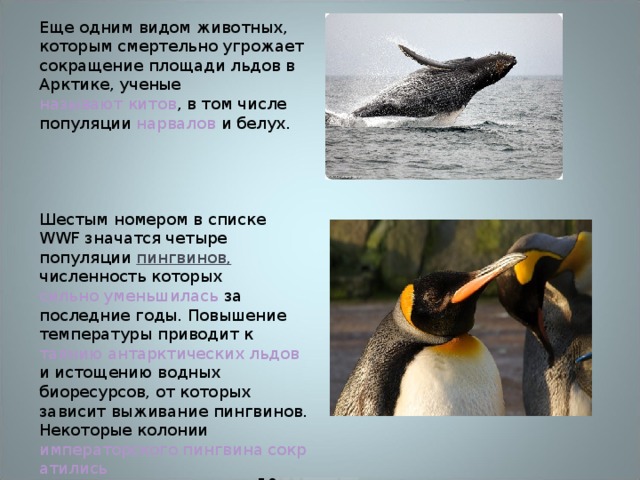 Еще одним видом животных, которым смертельно угрожает сокращение площади льдов в Арктике, ученые называют китов , в том числе популяции нарвалов и белух. Шестым номером в списке WWF значатся четыре популяции пингвинов, численность которых сильно уменьшилась за последние годы. Повышение температуры приводит к таянию антарктических льдов и истощению водных биоресурсов, от которых зависит выживание пингвинов. Некоторые колонии императорского пингвина сократились в два раза за последние 50 лет, а на северо-западном побережье Антарктики пингвинов Адели стало меньше на 65% за последние 25 лет. 