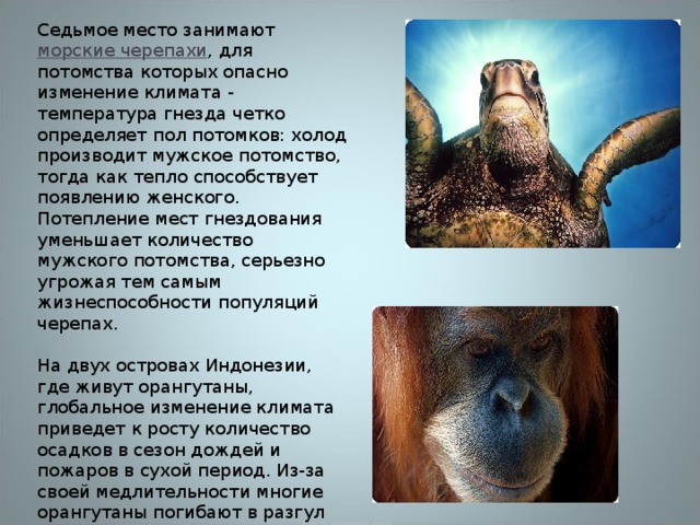 Седьмое место занимают морские черепахи , для потомства которых опасно изменение климата - температура гнезда четко определяет пол потомков: холод производит мужское потомство, тогда как тепло способствует появлению женского. Потепление мест гнездования уменьшает количество мужского потомства, серьезно угрожая тем самым жизнеспособности популяций черепах. На двух островах Индонезии, где живут орангутаны, глобальное изменение климата приведет к росту количество осадков в сезон дождей и пожаров в сухой период. Из-за своей медлительности многие орангутаны погибают в разгул огненной стихии. За последние десять лет численность орангутанов сократилась на 30-50%, и в дальнейшем единственный вид этой обезьяны в Азии может исчезнуть в течение нескольких десятилетий. 