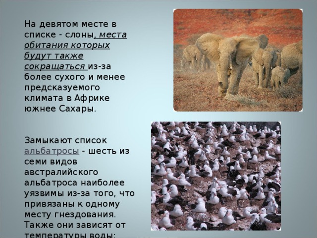 На девятом месте в списке - слоны , места обитания которых будут также сокращаться из-за более сухого и менее предсказуемого климата в Африке южнее Сахары. Замыкают список альбатросы - шесть из семи видов австралийского альбатроса наиболее уязвимы из-за того, что привязаны к одному месту гнездования. Также они зависят от температуры воды: теплая вода менее богата едой, и из-за недостатка пищи многие птицы погибают. 
