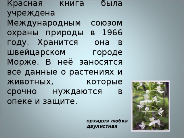Красная книга была учреждена Международным союзом охраны природы в 1966 году. Хранится она в швейцарском городе Морже. В неё заносятся все данные о растениях и животных, которые срочно нуждаются в опеке и защите. орхидея любка двулистная                                  