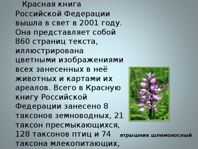     Красная книга Российской Федерации вышла в свет в 2001 году. Она представляет собой 860 страниц текста, иллюстрирована цветными изображениями всех занесенных в неё животных и картами их ареалов. Всего в Красную книгу Российской Федерации занесено 8 таксонов земноводных, 21 таксон пресмыкающихся, 128 таксонов птиц и 74 таксона млекопитающих, всего 231 таксон.  ятрышник шлемоносный   