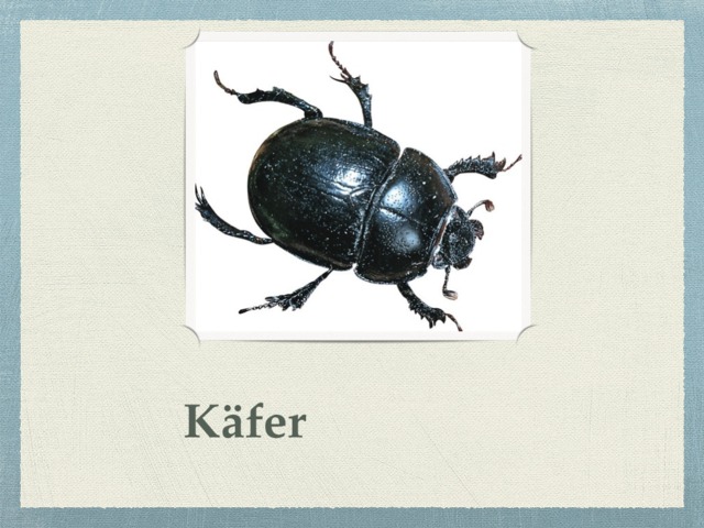 Käfer 