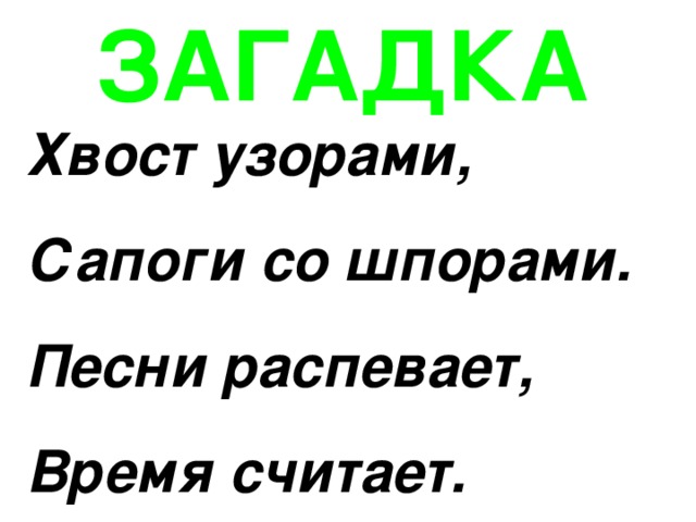 ЗАГАДКА Хвост узорами, Сапоги со шпорами. Песни распевает, Время считает. 