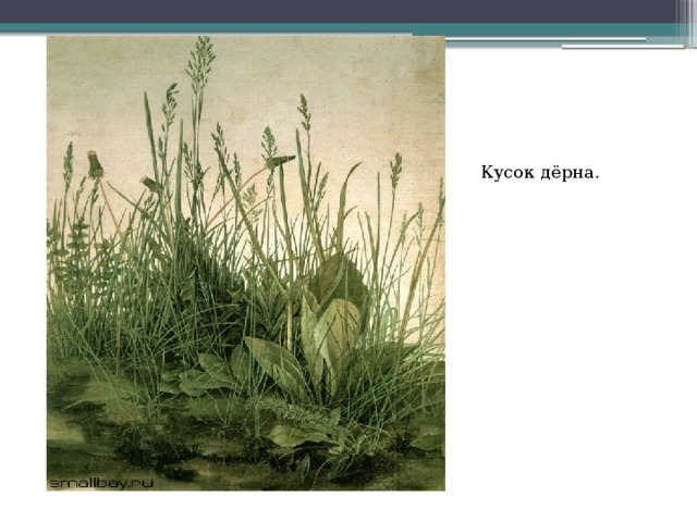Кусок дёрна. 