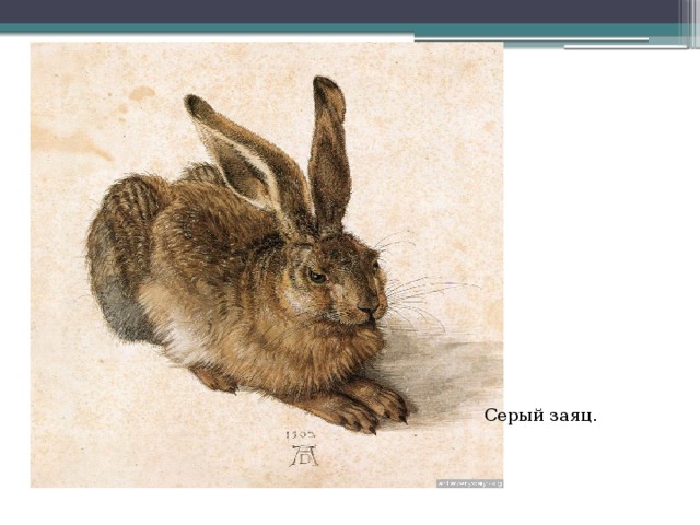 Серый заяц. 