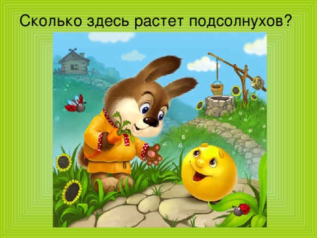 Сколько здесь растет подсолнухов? 