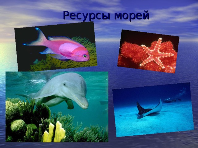 Ресурсы морей 