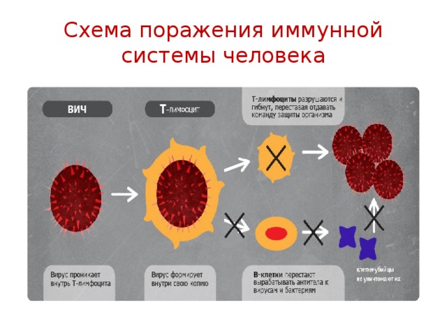 Схема поражения иммунной системы человека 